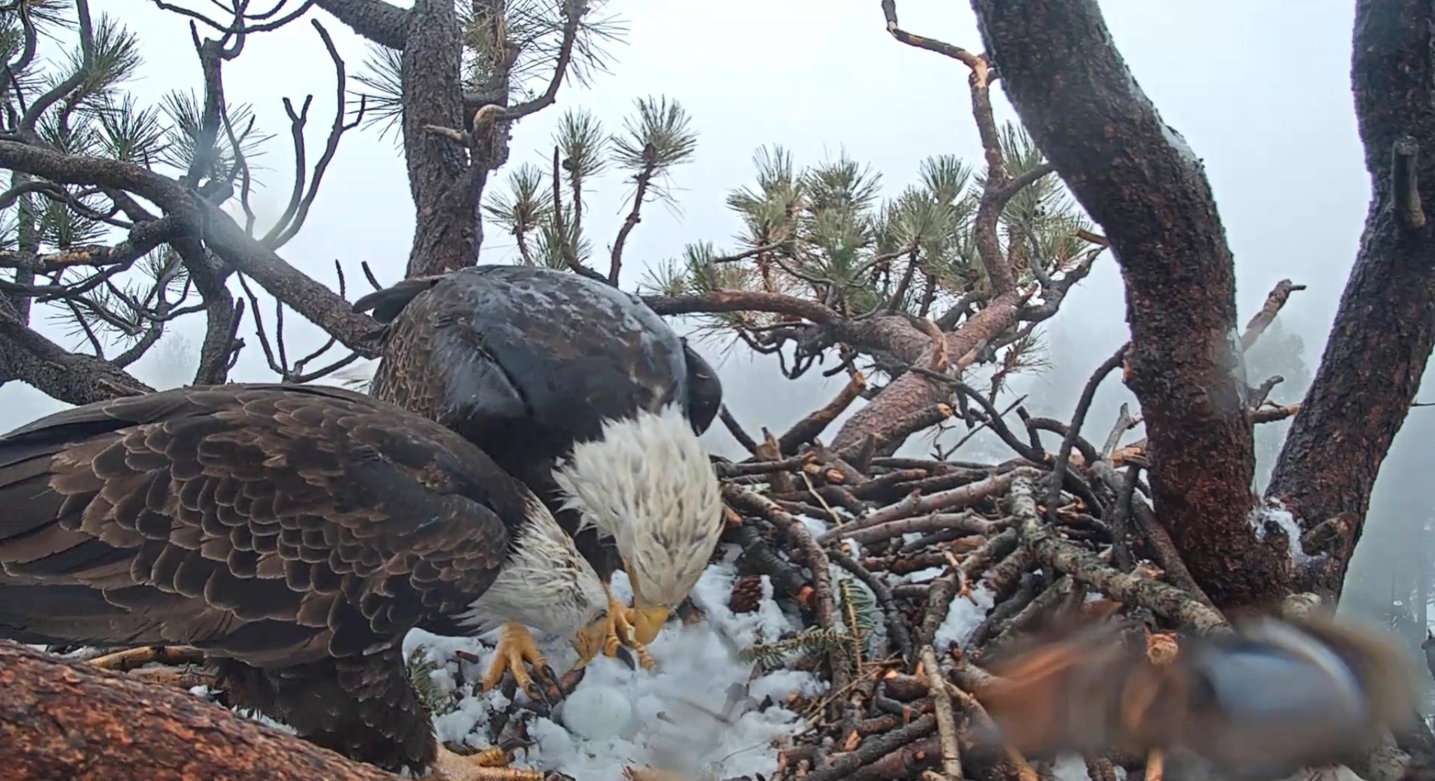 First bald eagle egg of 2019