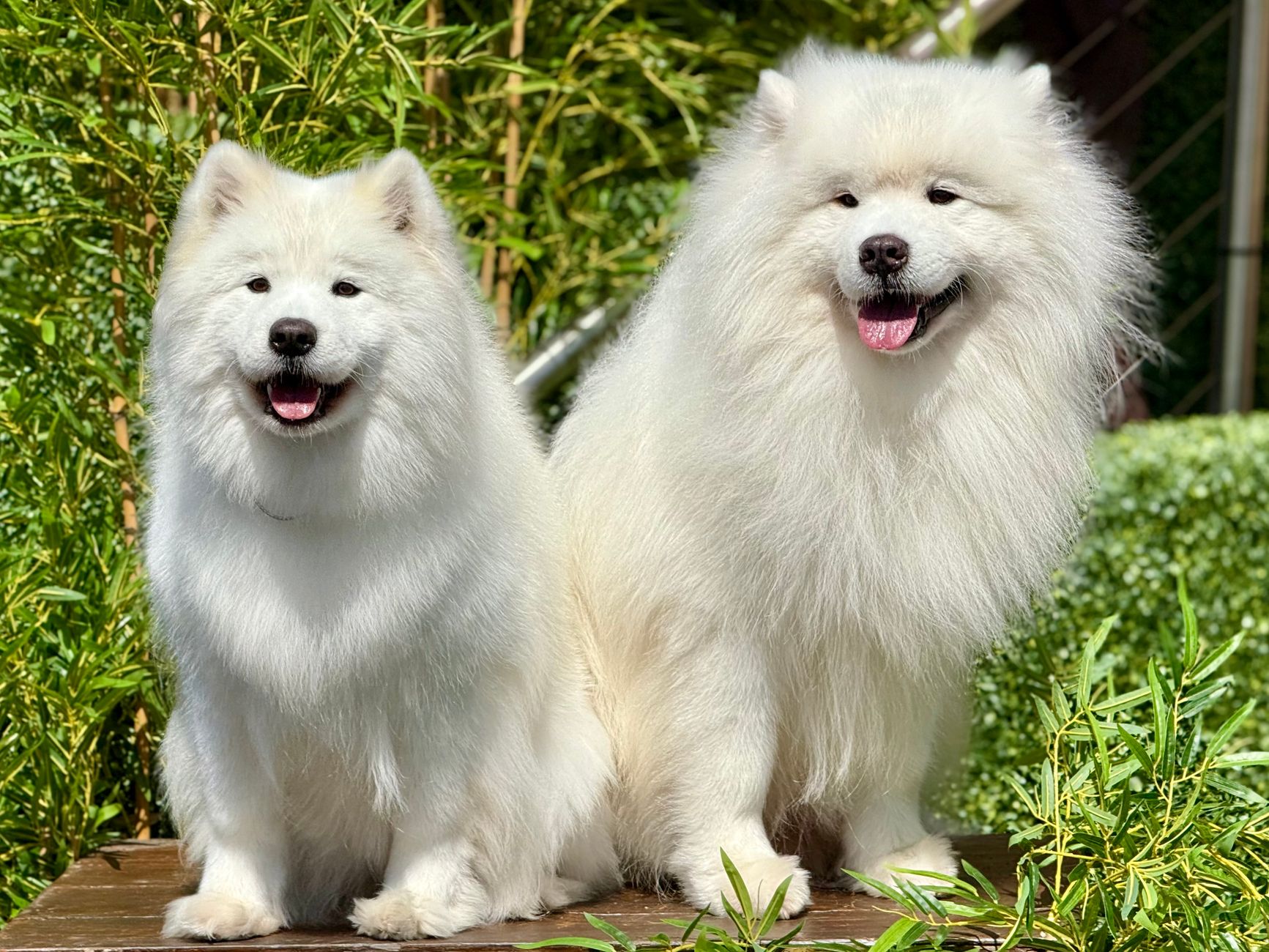 Two fluffy Samoyed dogs happily sitting together in a sunny garden.