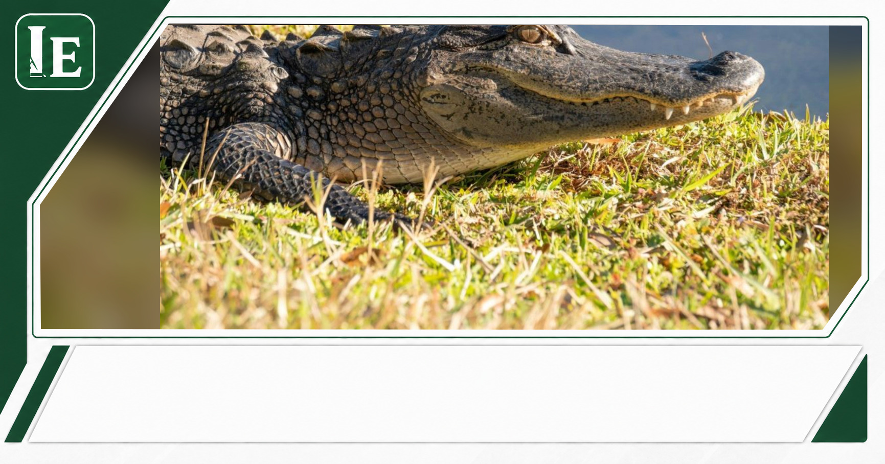 Chance Allison Describes Brittany Clark’s Final Moments in Fatal Orlando-Area Alligator Attack featured editorial graphic
